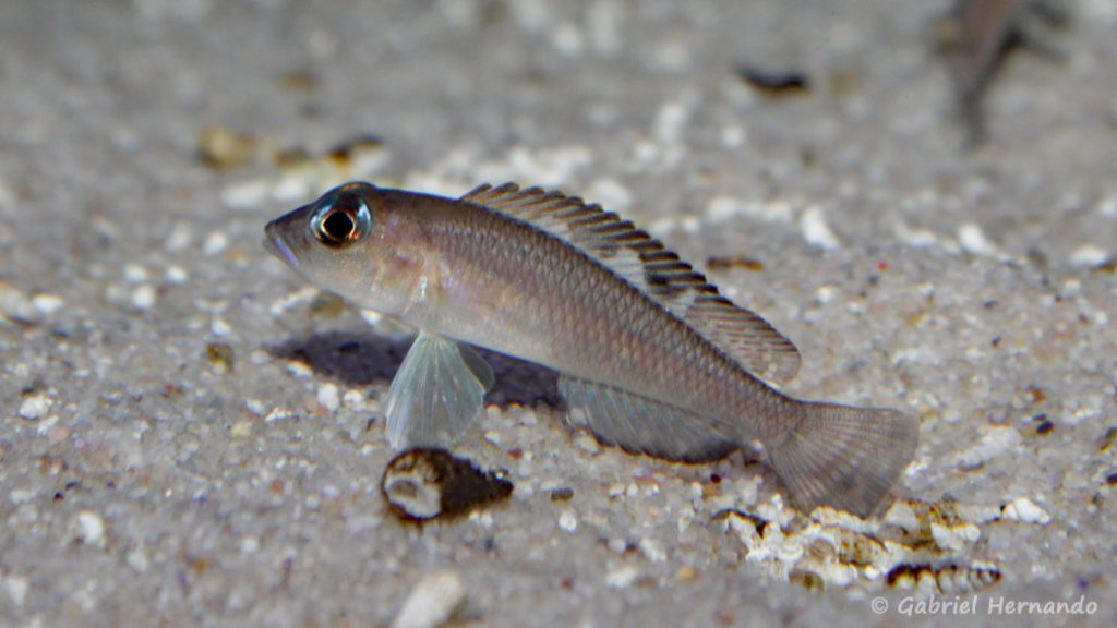 Neolamprologus kungweensis (Aqua Treff, Duisbourg, Allemagne, mai 2014)