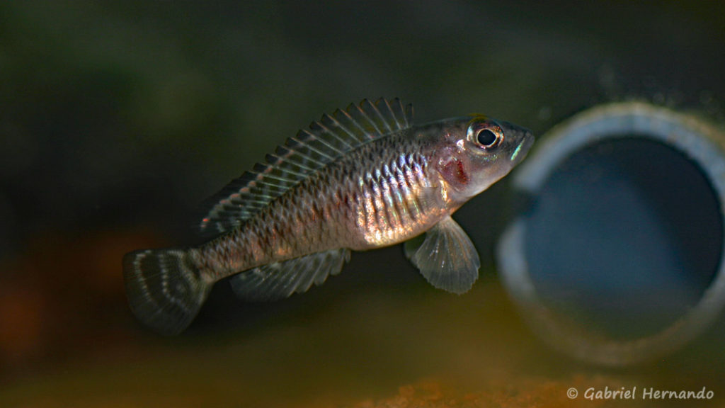 Neolamprologus laparogramma (chez Heinz Büscher, Suisse, décembre 2008)