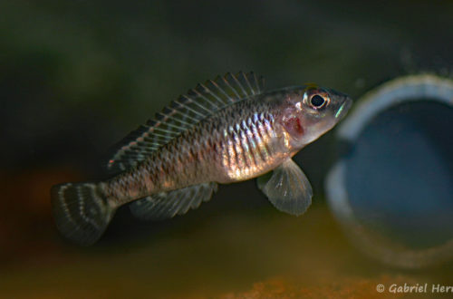 Neolamprologus laparogramma (chez Heinz Büscher, Suisse, décembre 2008)