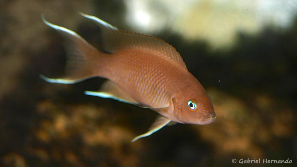 Neolamprologus marunguensis, variété de Kapampa, (chez Heinz Büscher, Suisse, décembre 2008)