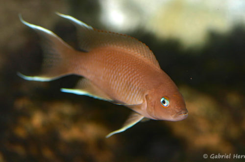 Neolamprologus marunguensis, variété de Kapampa, (chez Heinz Büscher, Suisse, décembre 2008)