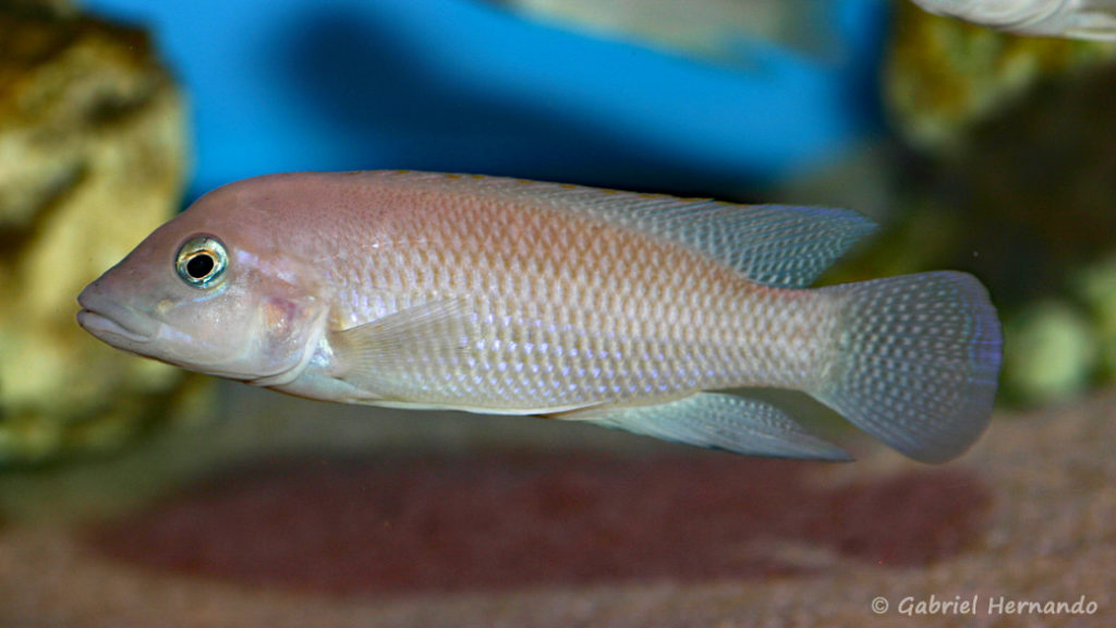 Neolamprologus modestus (Aqua-Treff, Duisbourg, Allemagne, mars 2009)