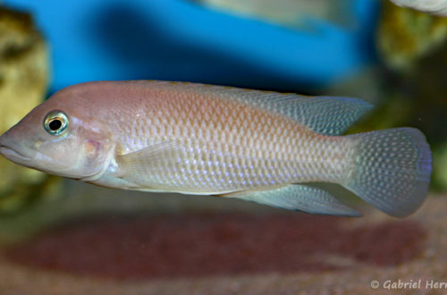 Neolamprologus modestus (Aqua-Treff, Duisbourg, Allemagne, mars 2009)