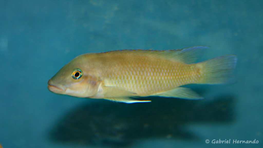 Neolamprologus mondabu, variété d'Uvira (chez Benoît Jonas, décembre 2008)