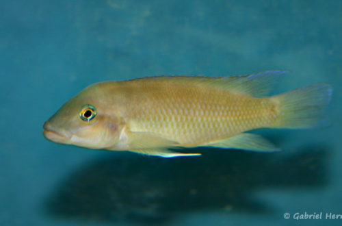 Neolamprologus mondabu, variété d'Uvira (chez Benoît Jonas, décembre 2008)