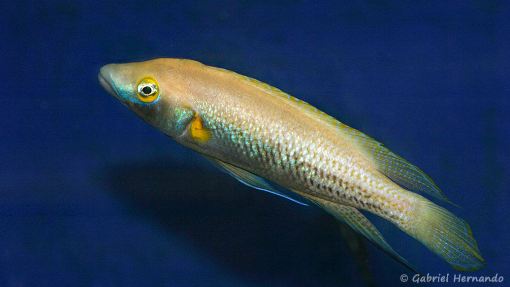 Neolamprologus nigriventris (Abysse, avril 2009)