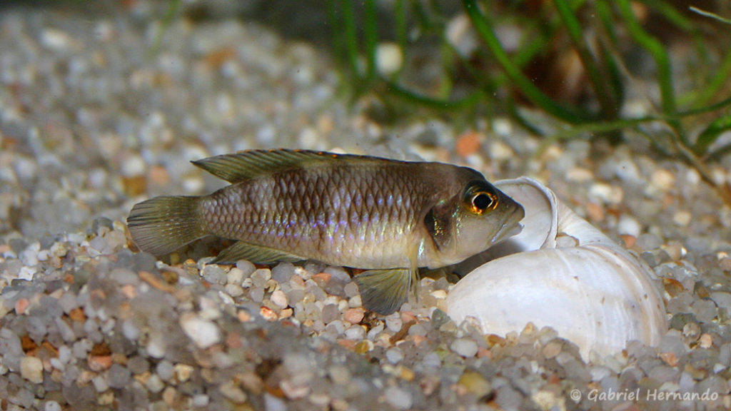 Neolamprologus ocellatus (chez Gilles Garrier, novembre 2007)