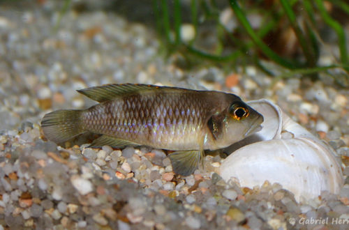 Neolamprologus ocellatus (chez Gilles Garrier, novembre 2007)