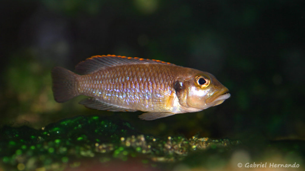 Neolamprologus ocellatus, variété orange (Chez Heinz Büscher, Suisse, décembre 2008)