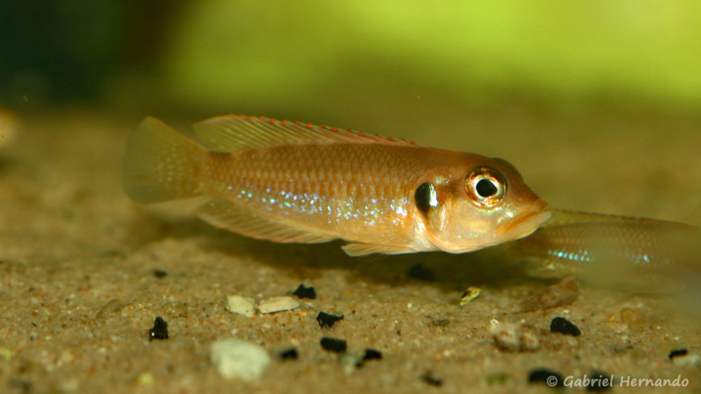 Neolamprologus ocellatus (Aquabeek, Pays Bas, mars 2009)