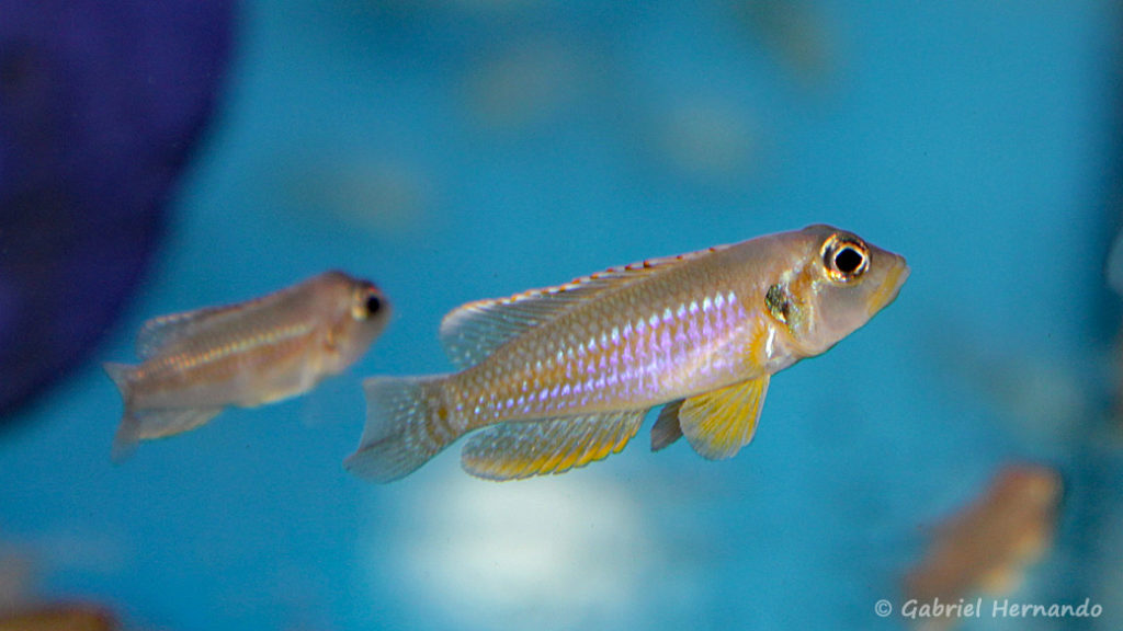 Neolamprologus ocellatus, variété Gold (Aqua Treff, Duisbourg, Allemagne, mai 2014)