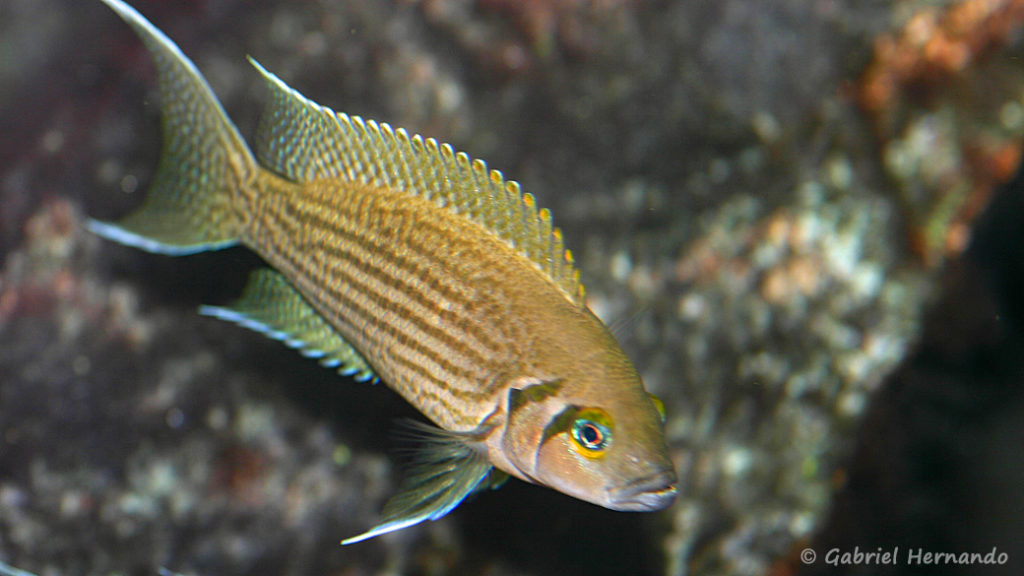 Neolamprologus olivaceous (chez Heinz Büscher, Suisse, décembre 2008)