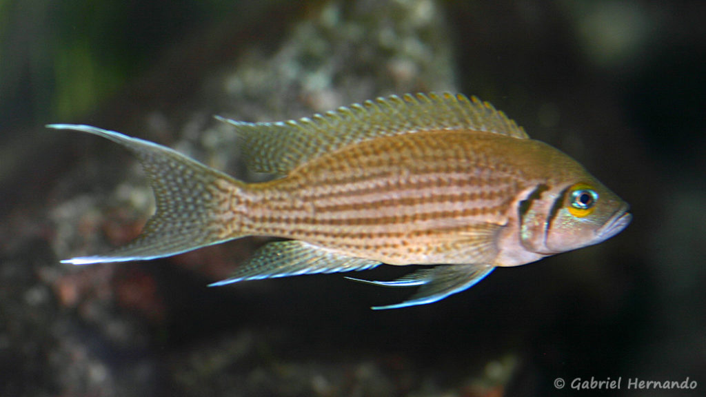 Neolamprologus olivaceous (chez Heinz Büscher, Suisse, décembre 2008)