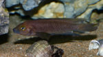 Neolamprologus pectoralis (Club Aquariophile de Vernon, février 2008)