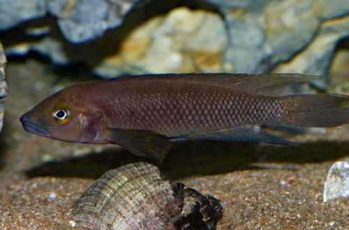 Neolamprologus pectoralis (Club Aquariophile de Vernon, février 2008)