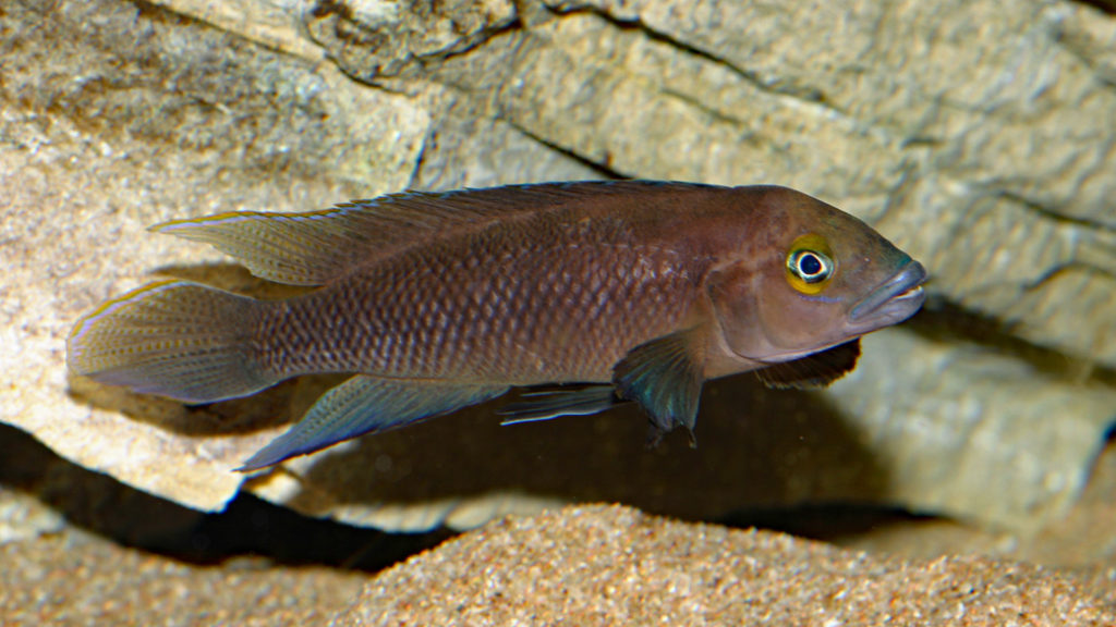 Neolamprologus pectoralis (Club Aquariophile de Vernon, avril 2008)