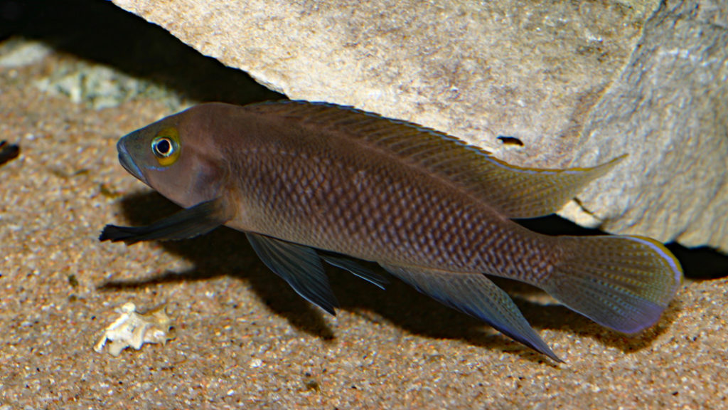 Neolamprologus pectoralis (Club Aquariophile de Vernon, avril 2008)
