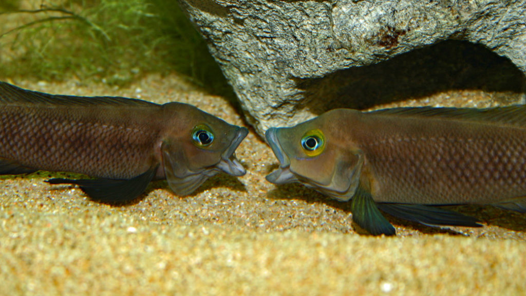 Neolamprologus pectoralis (Club Aquariophile de Vernon, janvier 2009)