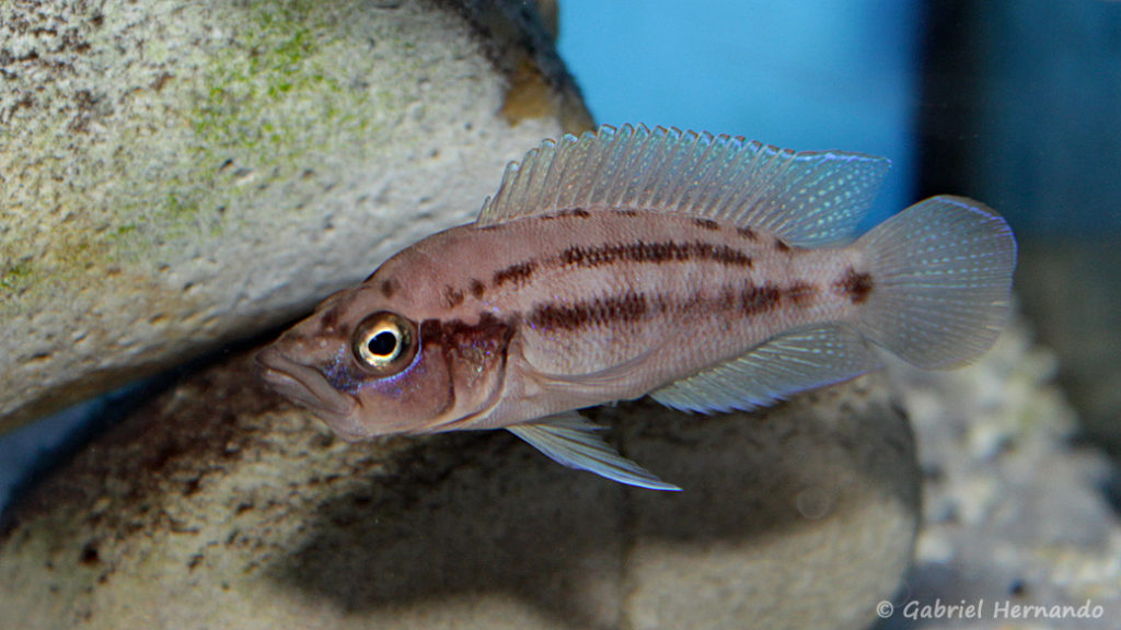 Neolamprologus prochilus (Aqua Treff, mais 2014)