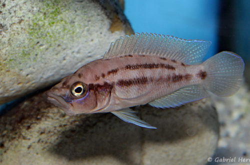 Neolamprologus prochilus (Aqua Treff, mais 2014)