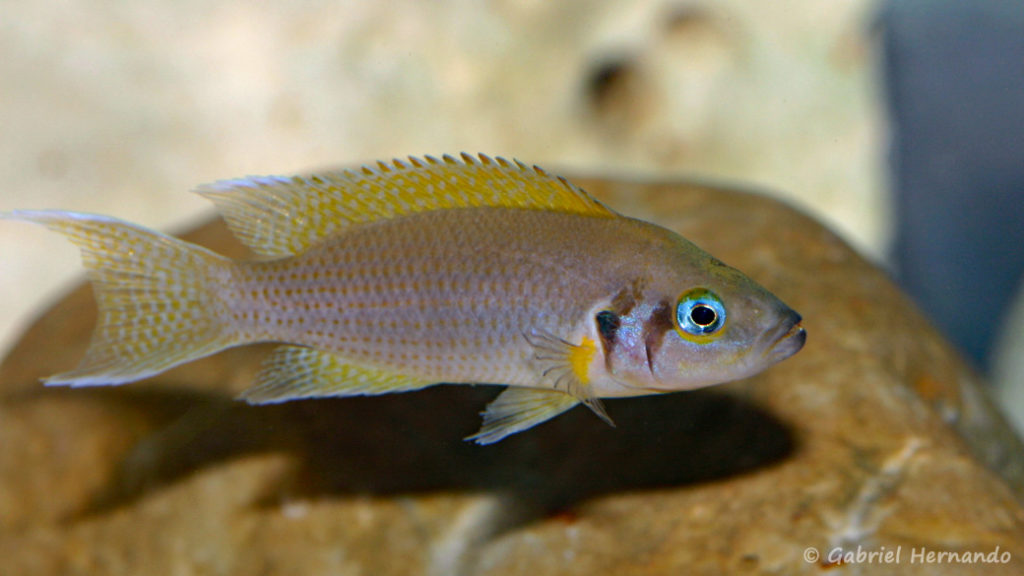 Neolamprologus pulcher (local de Steve et Jérôme, Suisse, décembre 2008)