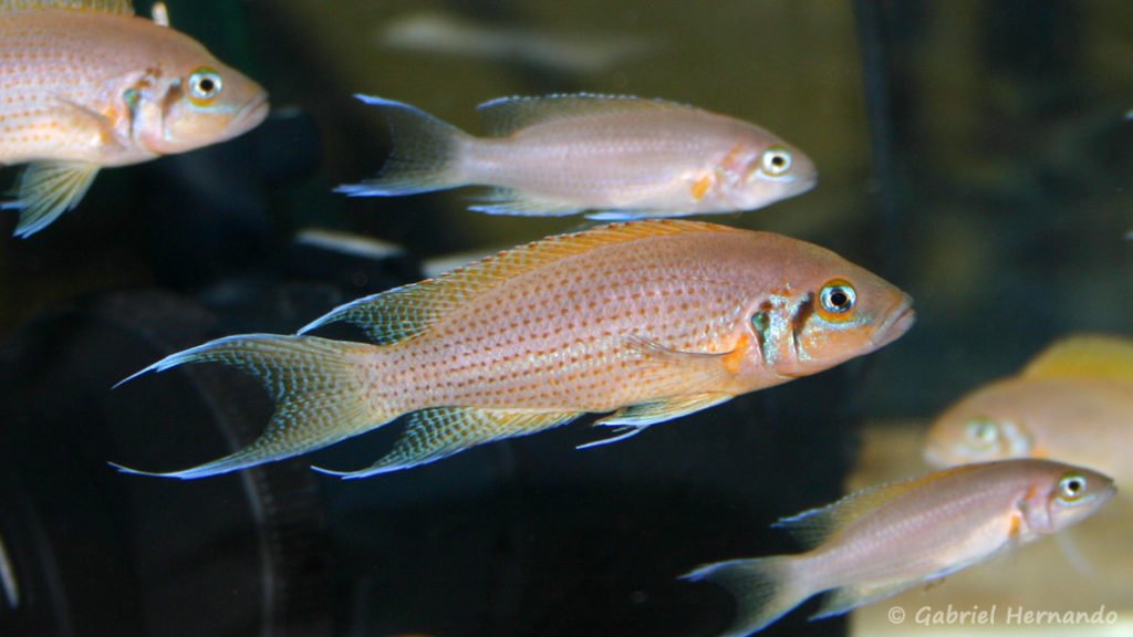 Neolamprologus pulcher, variété de Kantalamba (Vichy, congrès AFC 2005)