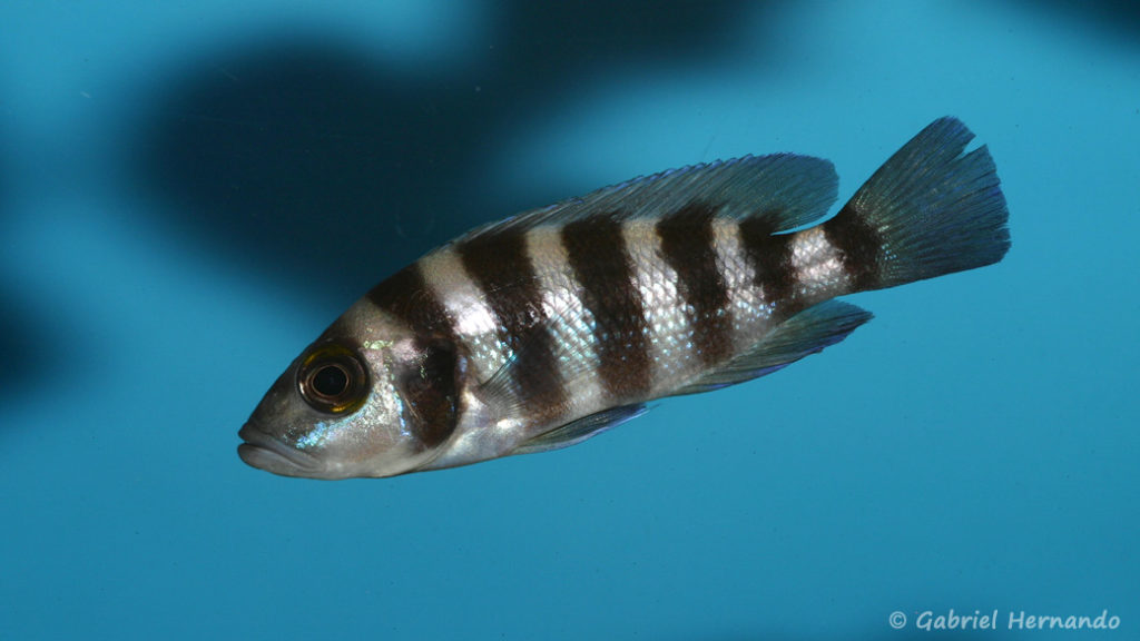 Neolamprologus sexfasciatus (Aqua Treff, Duisbourg, Allemagne, mars 2009)