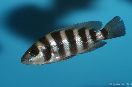 Neolamprologus sexfasciatus (Aqua Treff, Duisbourg, Allemagne, mars 2009)