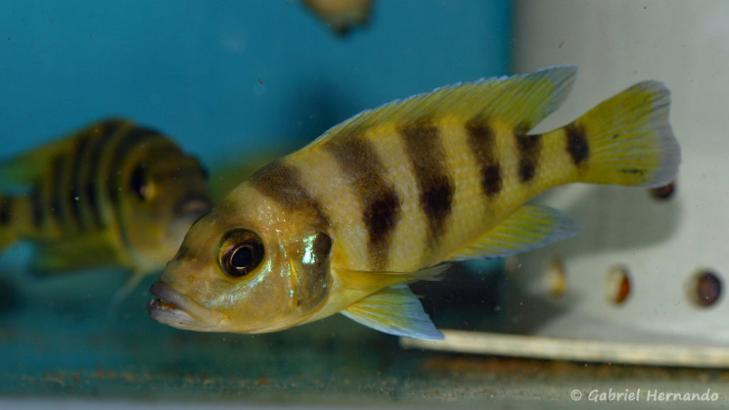 Neolamprologus sexfasciatus, variété de Kipili (Abysse, janvier 2009)