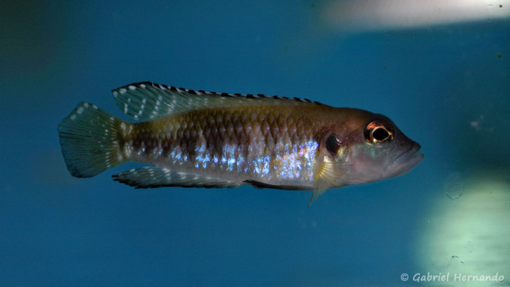 Neolamprologus speciosus (Abysse, avril 2009)