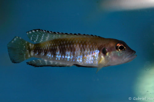 Neolamprologus speciosus (Abysse, avril 2009)