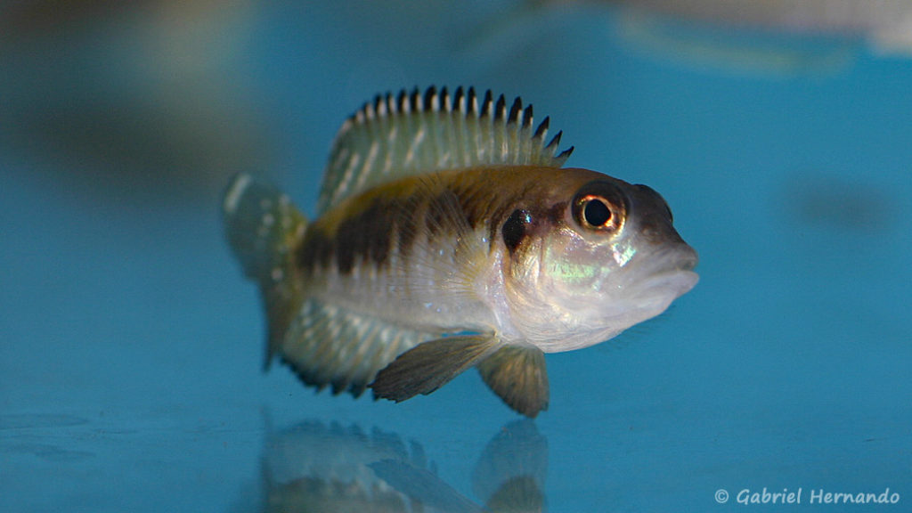 Neolamprologus speciosus (Abysse, avril 2009)