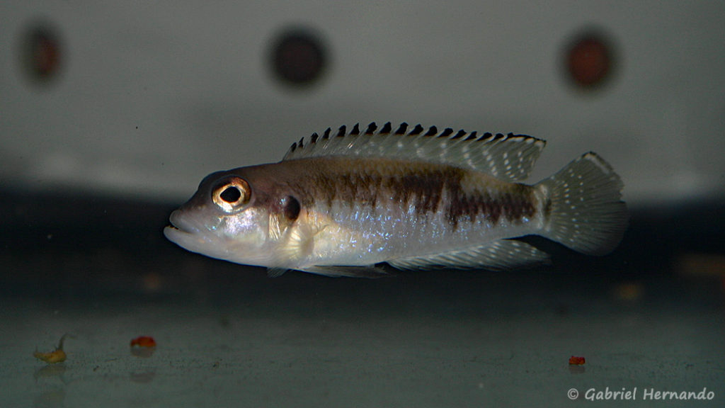 Neolamprologus speciosus (Abysse, avril 2009)