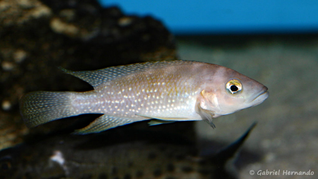 Neolamprologus tetracanthus, variété de Kipili (Aqua Treff, mars 2011)