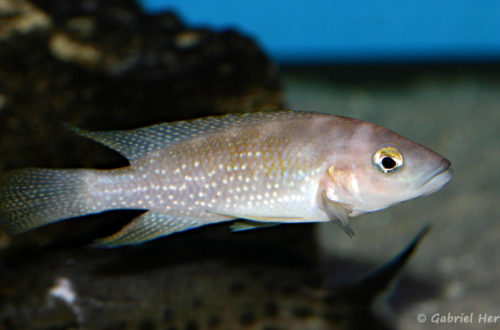 Neolamprologus tetracanthus, variété de Kipili (Aqua Treff, mars 2011)