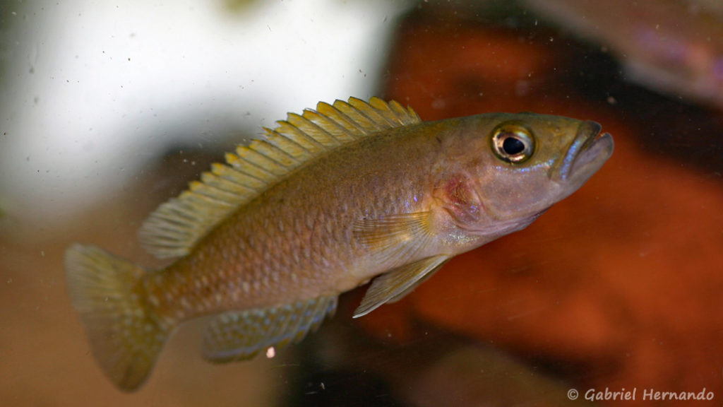 Neolamprologus variostigma (chez Heinz Büscher, Suisse, décembre 2008)