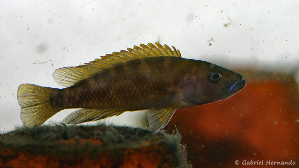 Neolamprologus variostigma (chez Heinz Büscher, Suisse, décembre 2008)