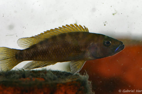 Neolamprologus variostigma (chez Heinz Büscher, Suisse, décembre 2008)