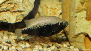 Jeune Herichthys bartoni (Hobby Zoo Tillman, Duisbourg, mai 2014)