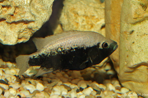 Jeune Herichthys bartoni (Hobby Zoo Tillman, Duisbourg, mai 2014)