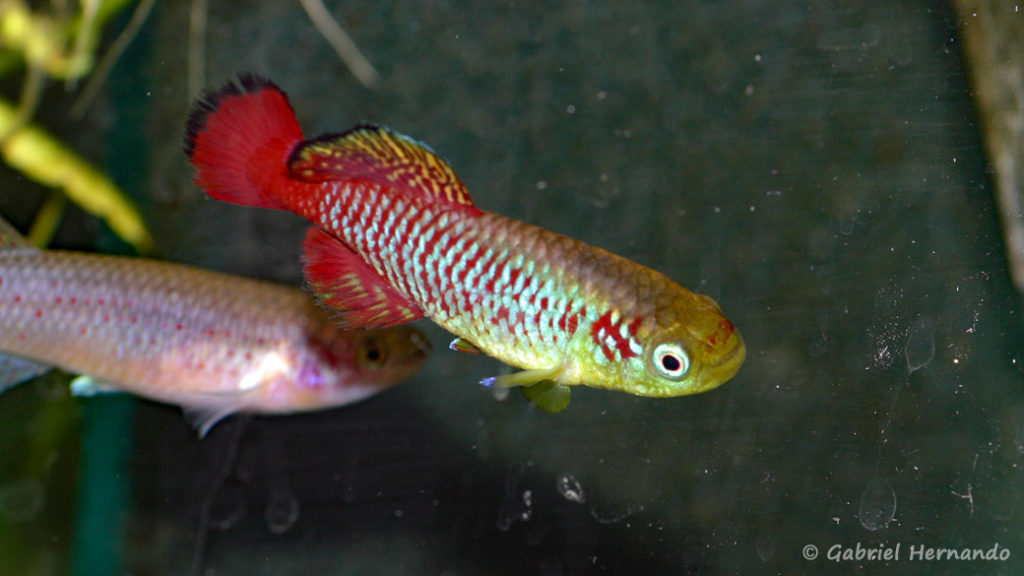 Nothobranchius guentheri (Hobby Zoo Tilmann, Duisbourg, mars 2009)