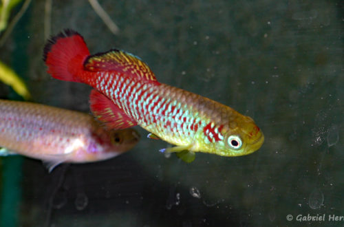 Nothobranchius guentheri (Hobby Zoo Tilmann, Duisbourg, mars 2009)