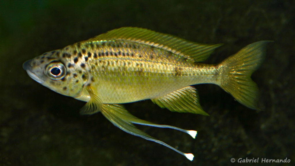 Ophtalmotilapia nasuta, variété Tiger (chez Mike Pfann, décembre 2008)