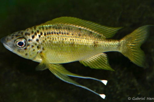 Ophtalmotilapia nasuta, variété Tiger (chez Mike Pfann, décembre 2008)