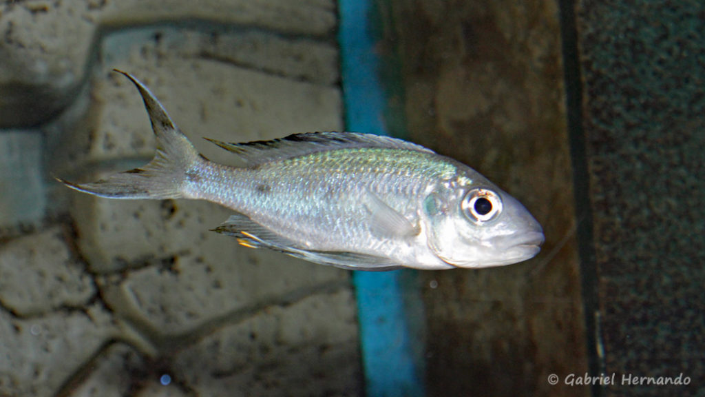 Ophtalmotilapia ventralis, variété Orange Zaïre (Aqua Treff, Duisbourg, Allemagne, mai 2014)