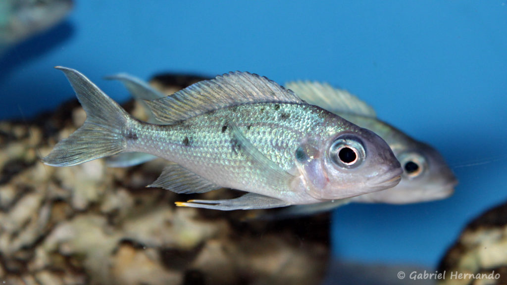 Ophtalmotilapia ventralis, variété de Chituta (Aqua Treff, Duisbourg, Allemagne, mai 2014)