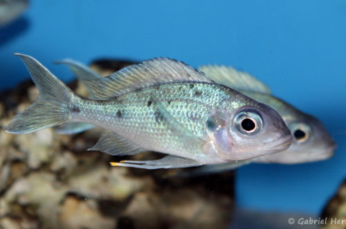 Ophtalmotilapia ventralis, variété de Chituta (Aqua Treff, Duisbourg, Allemagne, mai 2014)