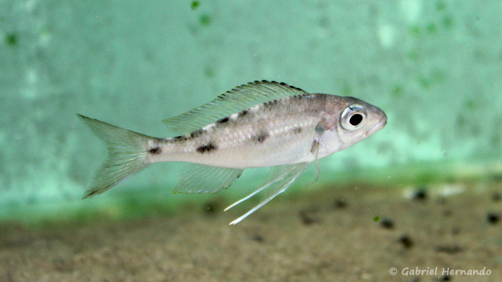 Ophtalmotilapia ventralis, femelle de la variété de Longola (Aquabeek, Pays Bas, mai 2014)