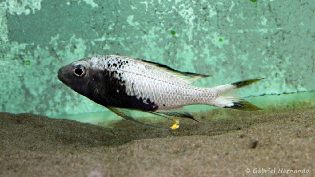 Ophtalmotilapia ventralis, mâle de la variété de Longola (Aquabeek, Pays Bas, mai 2014)