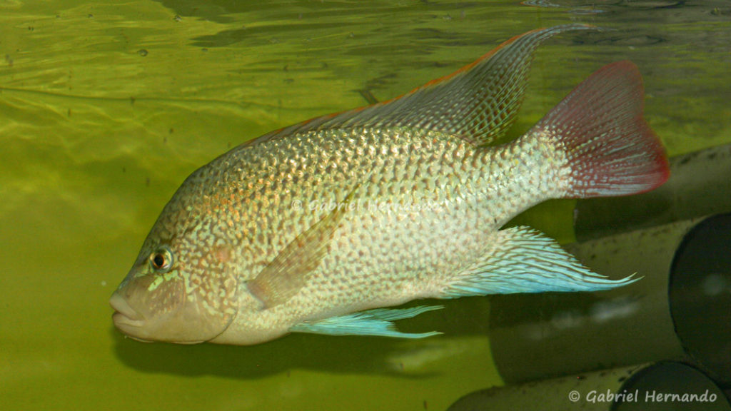 Oreochromis tanganicae (Aquabeek, Pays Bas, mars 2009)